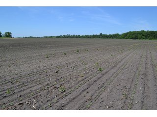 <b>PRICE REDUCED: $5,900 per acre</b><br>
This property offers productive tillable land along with two wooded areas.  Much of the larger woods near the road is on a ridge.  Investigate this area for a potential beautiful homesite as well as for hunting and recreational opportunities. <br>
<b>156.9+/- </b>Total Acres | <b>145.83+/-</b> Tillable Cropland Acres per FSA | <b>10+/-</b> Wooded Acres - 156.9+/- Acres For Sale - Cropland, Woods for Hunting/Recreational & Potential Building Sites